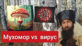 Мухомор против Вируса Реальная история. Лечение мухомором требует знаний и практики Велесогор