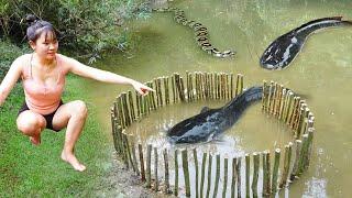 Full Video Fish Harvesting – How to Make a Giant Fish Trap by Indigenous People | Surprising Results