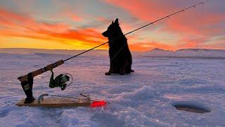 Ripping Walleye's / Perch On Tip Up's With CLEAR Underwater Footage