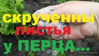 Я Избавилась От ТЛИ Без Химии\СУПЕР Средство/Эффективный Способ/Почему Скручиваются Листья у Перца