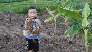 Pick grapefruit to sell. Plant more bananas in the garden.