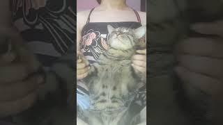 Cha cha dance with kittupie#shorts #youtubeshorts #viralvideo #tiktok #dance