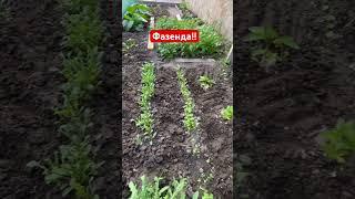 Садовые хлопоты!! #природа #дача #город