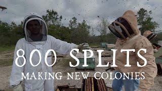 Making 800 Splits in ONE DAY | Commercial Beekeeping