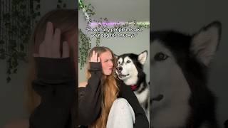Mishka would like to inform you that she is in fact a MALAMUTE  #alaskanmalamute #husky #funny