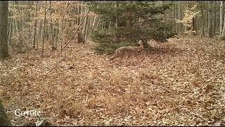 Open Space Predator Video