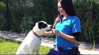 RSPCA NSW Short Tails - A Day In The Life Of An Animal Attendant