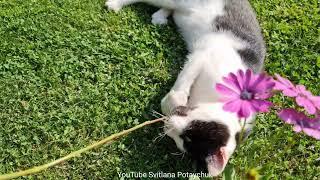 Best Funniest Animals Videos! Cute and Funny Cats!
