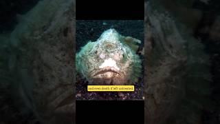 Stonefish | The most venomous fish | #shorts