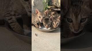 3 cat baby #love #trending #cat #like #follow #ytshorts #subscribe #shorts #shortvideo #ytshorts