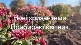 #35 Нові хризантеми.Прибираю квітник. New chrysanthemums. I am cleaning the flower garden.