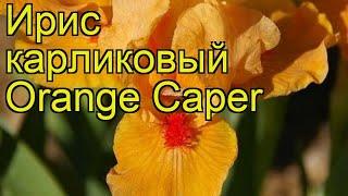 Ирис карликовый Оранж Кейпер. Краткий обзор, описание характеристик iris pumila Orange Caper