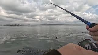 The SeaBass Hunter V South Coast Dangler