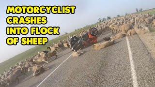 Motorcyclist Crashes Into Huge Flock Of Sheep