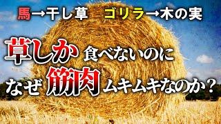 【雑学】なぜ人間は草を食べられないのか？【ゆっくり解説】