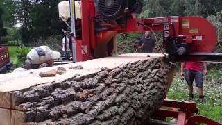 Timber Forge milling an Ash tree