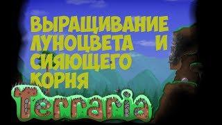 Terraria.Как вырастить Лунное сияние?