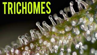 TRICHOMES ON CANNABIS PLANTS! - WHEN TO HARVEST MARIJUANA