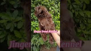 cute shih tzu puppy