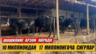 АРЗОН НАРХДА БУГОЗ СИГРЛАР ШОШИЛИНГ ! 21 ноября 2024 г.