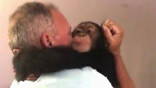 Chimp Overjoyed as It Meets With Foster Parents Who Raised Him