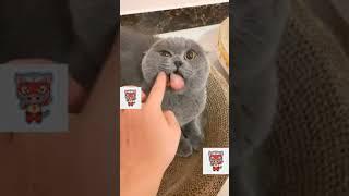 How To Calm An Angry Cat !!!