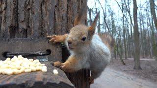 Три голодные взрослые белки / Three hungry adult squirrels