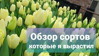 Краткий обзор сортов тюльпанов, которые я вырастил в 2021 году