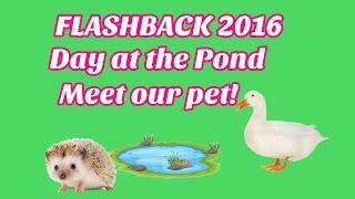 Flashback from June 2016 Day at the pound feeding the Ducks, and meet our Pet!