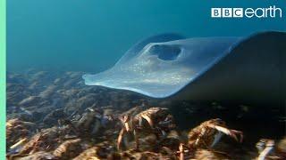 Stingray Ambushes Army Of Crabs | Blue Planet II | BBC Earth