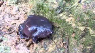 Calls of an Indian Purple Frog