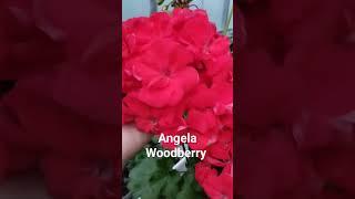 Angela Woodberry