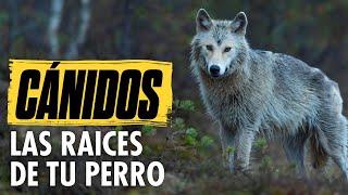 CÁNIDOS: los ORÍGENES de tu PERRO #adiestramientocanino #canidae #educacioncanina #canidae