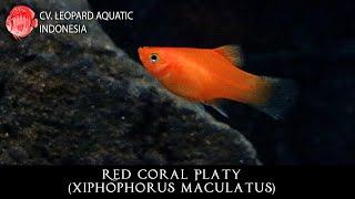 Xiphophorus maculatus THE ELEGANT Red Coral Platy.  (Leopard Aquatic E002C)