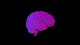 Human Brain 360