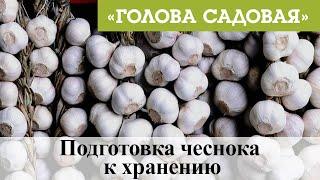 Голова садовая - Подготовка чеснока к хранению