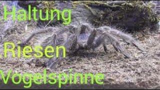 HALTUNGS BASICS VON BRASILIANISCHER RIESENVOGELSPINNE / LASIODORA PARAHYBANA /