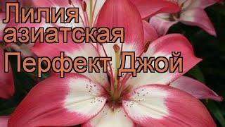 Лилия азиатская горшечная (lilium asiatic perfect joy)  лилия обзор: как сажать луковицы лилии