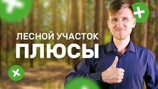 Аренда лесного участка: 8 плюсов. Плюсы аренды лесного фонда