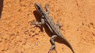 Ornate Tree Lizard