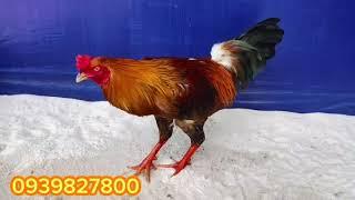 #top 5 giỏi ngày 19/6 ae quan tâm lh #traigaduyenti #traigahungcantho #traigatiengiang