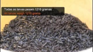 How to count Black Soldier Fly Larvae