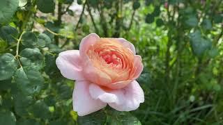 David Austin roses-Queen of Sweden and Munstead Wood