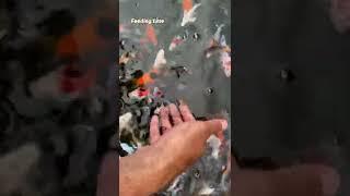 Feeding our KOI’s with blood worms !! #japanesekoi #koipond #alwayshungry #shorts #feedingtime #koi