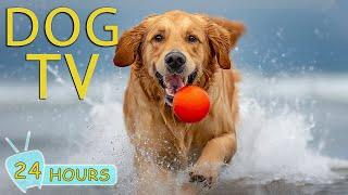 DOG TV: The Perfect Video Entertainment to Help Your Dogs Relax When Home Alone  - Music for Dogs