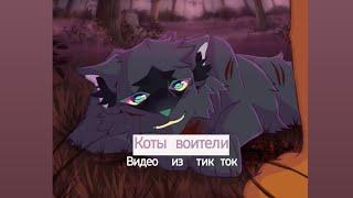 Подборка видео из тик ток Коты воители