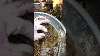 I LOVE MOSS! How to propagate foxtail feather moss