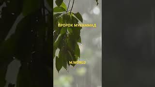 #пророк Мухаммад #Аллах #пророкмухаммадﷺ #напоминание #ислам #шортс #шортсвидео