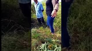 sis**eee di garap di kebon rame lanjut⏭️#viralvideos #siskaeee