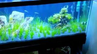 GLA pressurized CO2 system for aquarium review